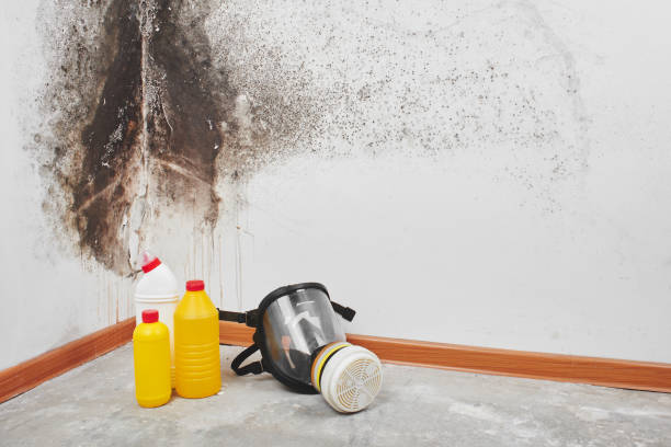 Best Toxic Mold Removal  in , VA