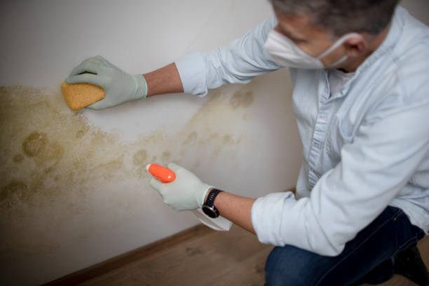 Best Commercial Mold Removal  in , VA
