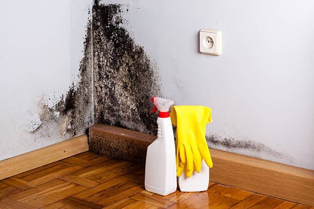 Best Residential Mold Removal  in , VA