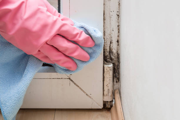 Best Local Mold Removal Service  in , VA