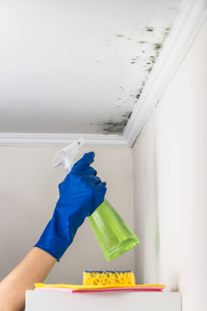 Best Mold Testing  in , VA